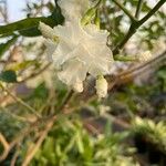 Tabernaemontana divaricata Blüte