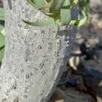 Euphorbia balsamifera Bark