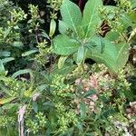 Hypericum prolificumFlower