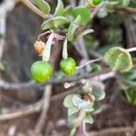 Talinum portulacifolium Fruto