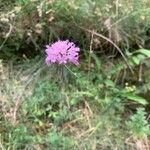 Scabiosa triandraFlower