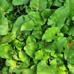 Arctium nemorosum Feuille