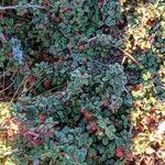 Cotoneaster cochleatus Frucht