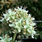 Teucrium dunense Fleur