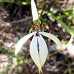 Praecoxanthus aphyllus Flor