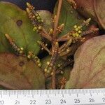 Oryctanthus callicarpus