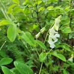 Lathyrus ochroleucus Flor