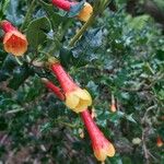 Desfontainia spinosa फूल