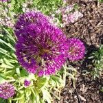 Allium ampeloprasum Flower