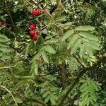 Sorbus aucuparia Levél