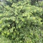 Grewia trichocarpa Hábito
