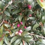 Syzygium paniculatum Flower