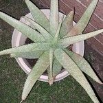 Aloe zebrina 花