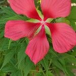 Hibiscus coccineus ফুল