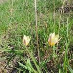 Tulipa sylvestris Цвят
