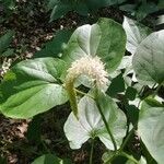 Saururus cernuus Flower