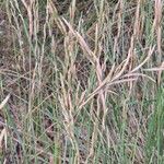 Brachypodium phoenicoides Blomst