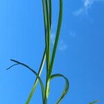 Carex vulpina List