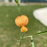 Lathyrus annuusFlower