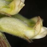 Astragalus gibbsii Flower