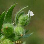 Nonea echioides Други