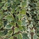 Hedera algeriensisLeaf