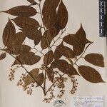 Prunus undulata Beste bat