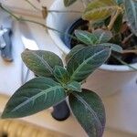 Ruellia makoyana Leaf