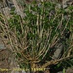 Mercurialis corsica Hábito