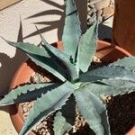 Agave asperrima Leaf