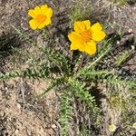 Balsamorhiza hookeri Habitus