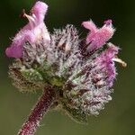 Satureja thymbra Flower