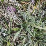 Oxytropis splendens Hoja