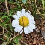 Tripleurospermum maritimum Kwiat