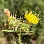 Centaurea melitensis Blüte