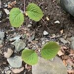 Viburnum lantanoides Leaf