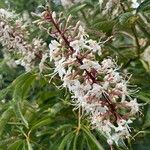 Aesculus californica Квітка