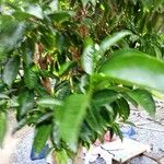 Irvingia gabonensis Листок