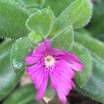 Mesembryanthemum nodiflorum Blomma