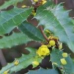 Berberis insignis Yaprak