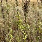 Lactuca biennis Habit