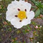 Cistus ladanifer Fleur