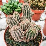 Echinocereus pectinatus Costuma