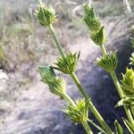 Sideritis arborescens Flor