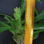 Vriesea heliconioides Other
