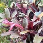 Billbergia vittata عادت