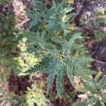 Chamaebatiaria millefolium Leaf