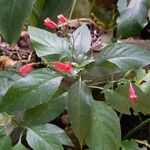 Ruellia brevifolia Habit