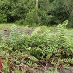 Asplenium stuhlmannii Habit