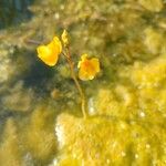 Utricularia australis 花